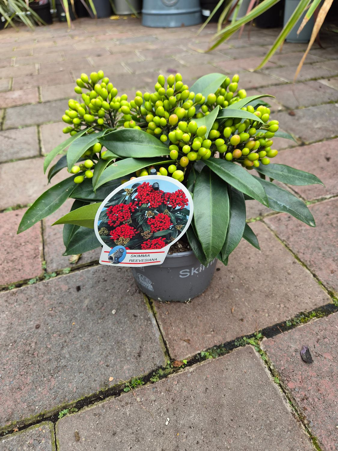 Skimmia Reevesiana