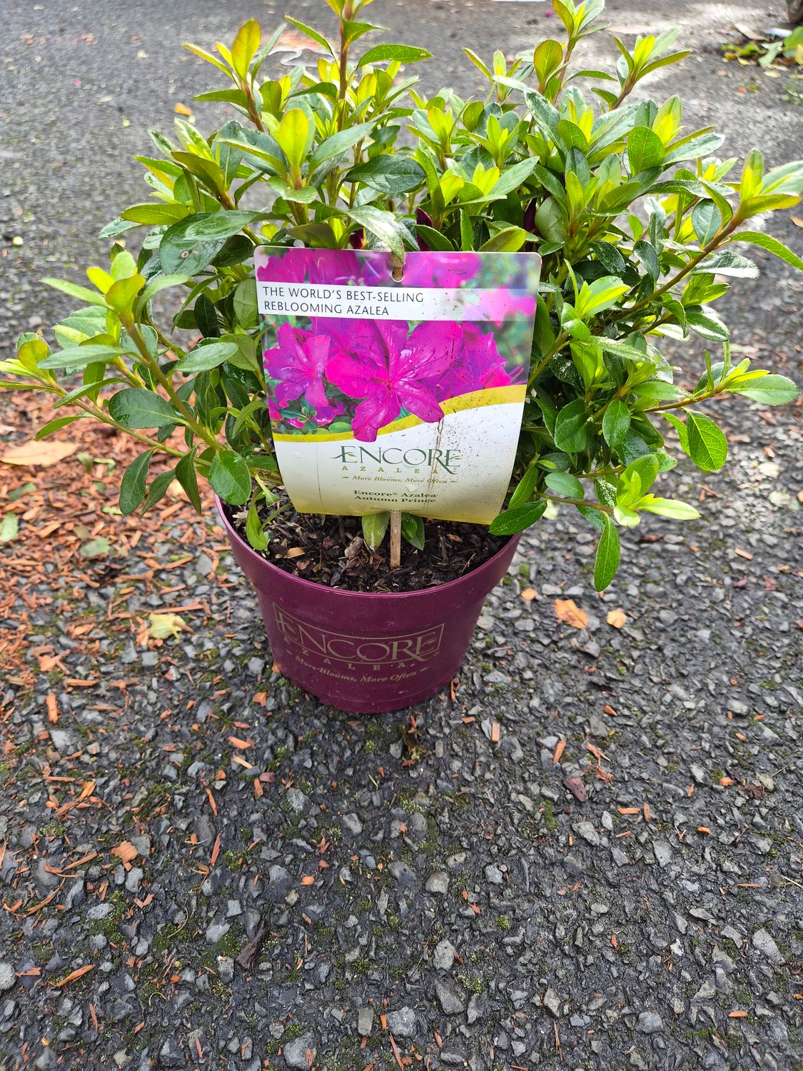 Rhododendron 'Autumn Prince'