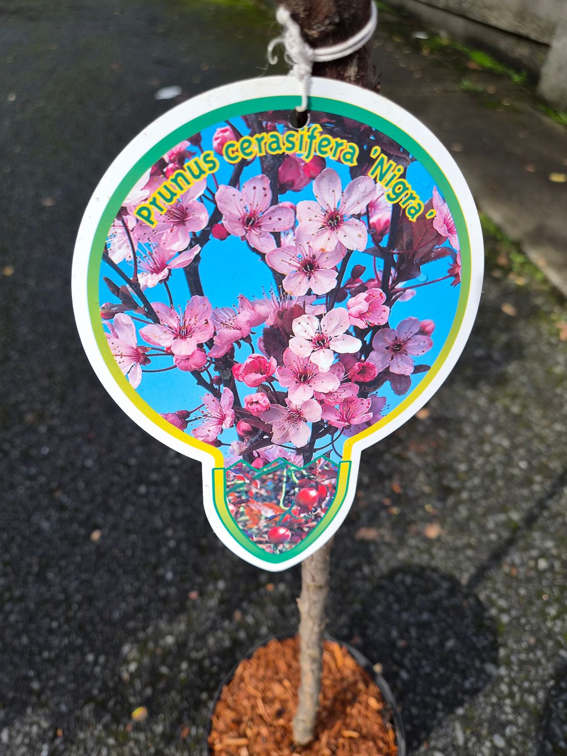 Prunus Cerasifera 'Nigra' Dwarf Tree