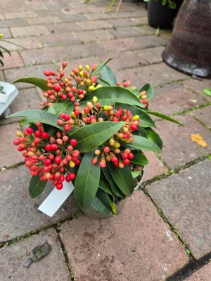 Skimmia Reevesiana