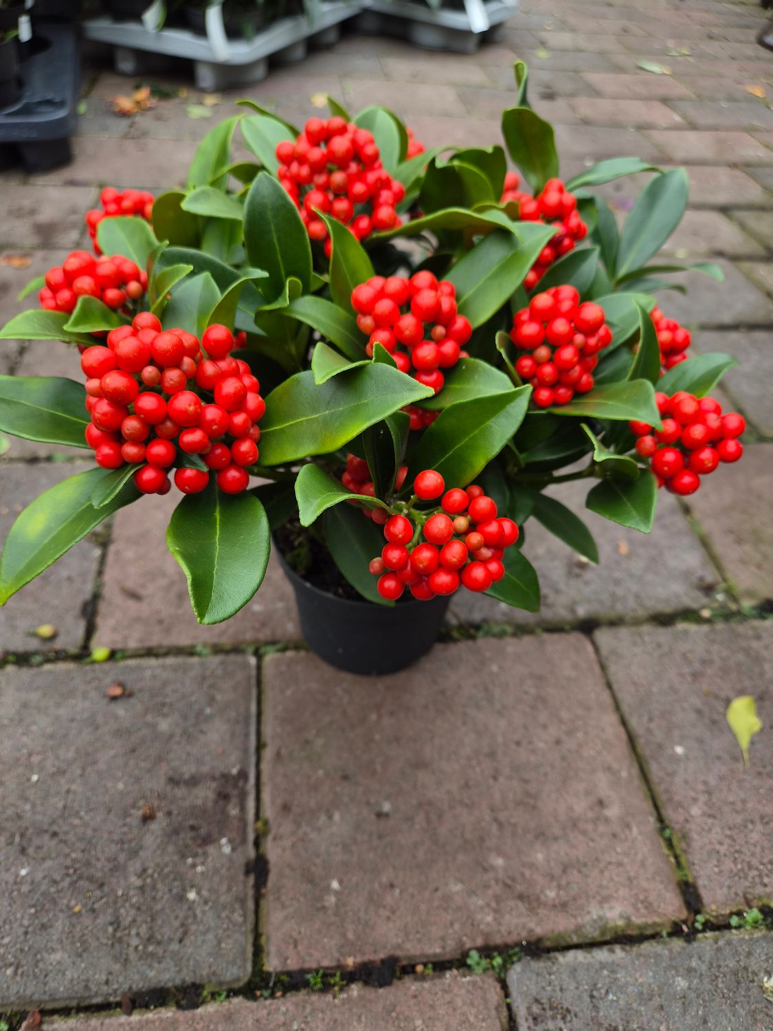 Skimmia Olimpic Flame HARDY Evergreen Shrub with red berries from September until end of May . Fragrant white flowers in spring. Good in pots or beds in sun or half shade