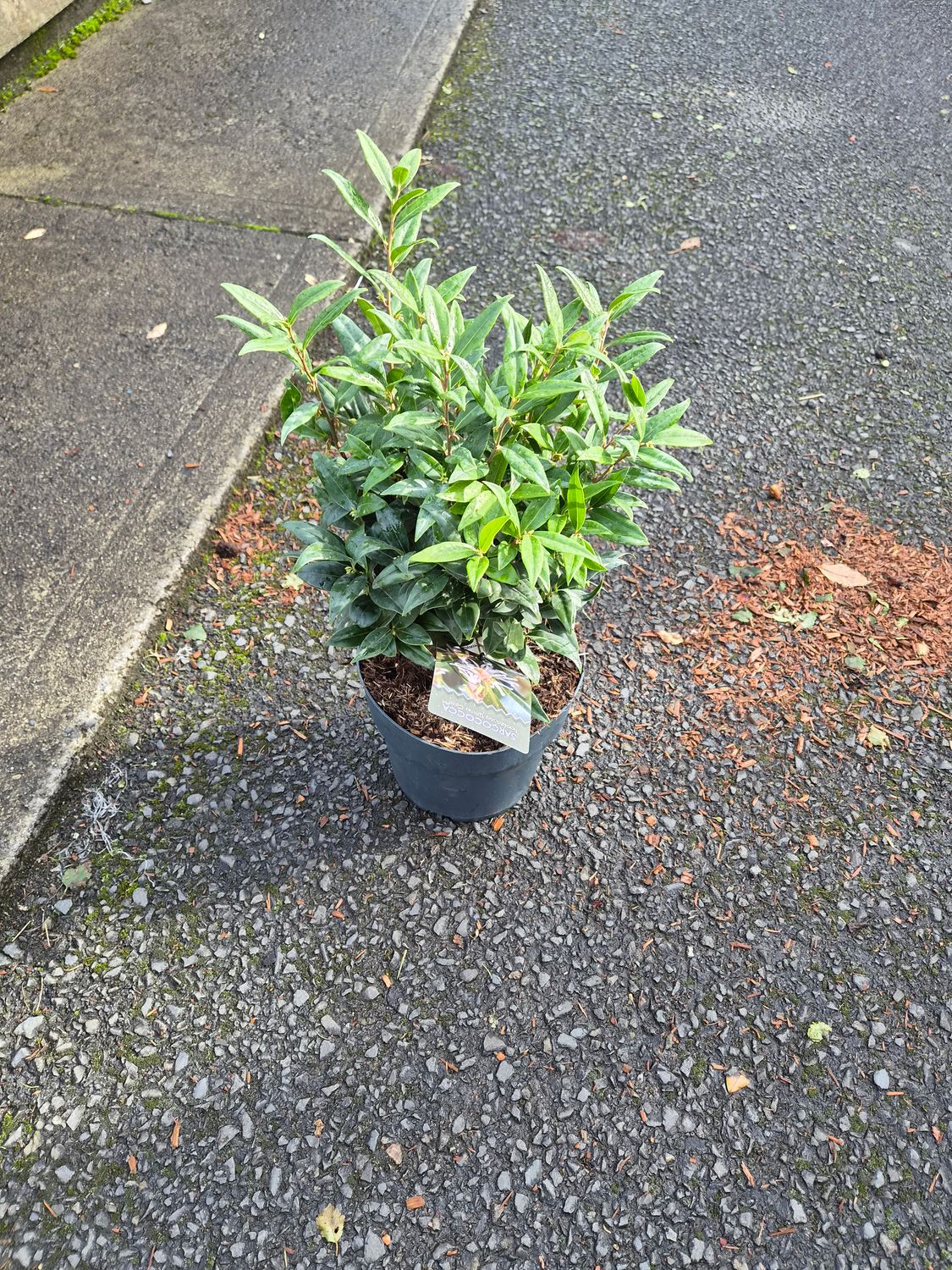 Sarcococca - Sweet Box - Winter Gem Winter/spring flowering dwarf evergreen shrub with a fragrance that wafts through your garden! Happy in pots or beds.