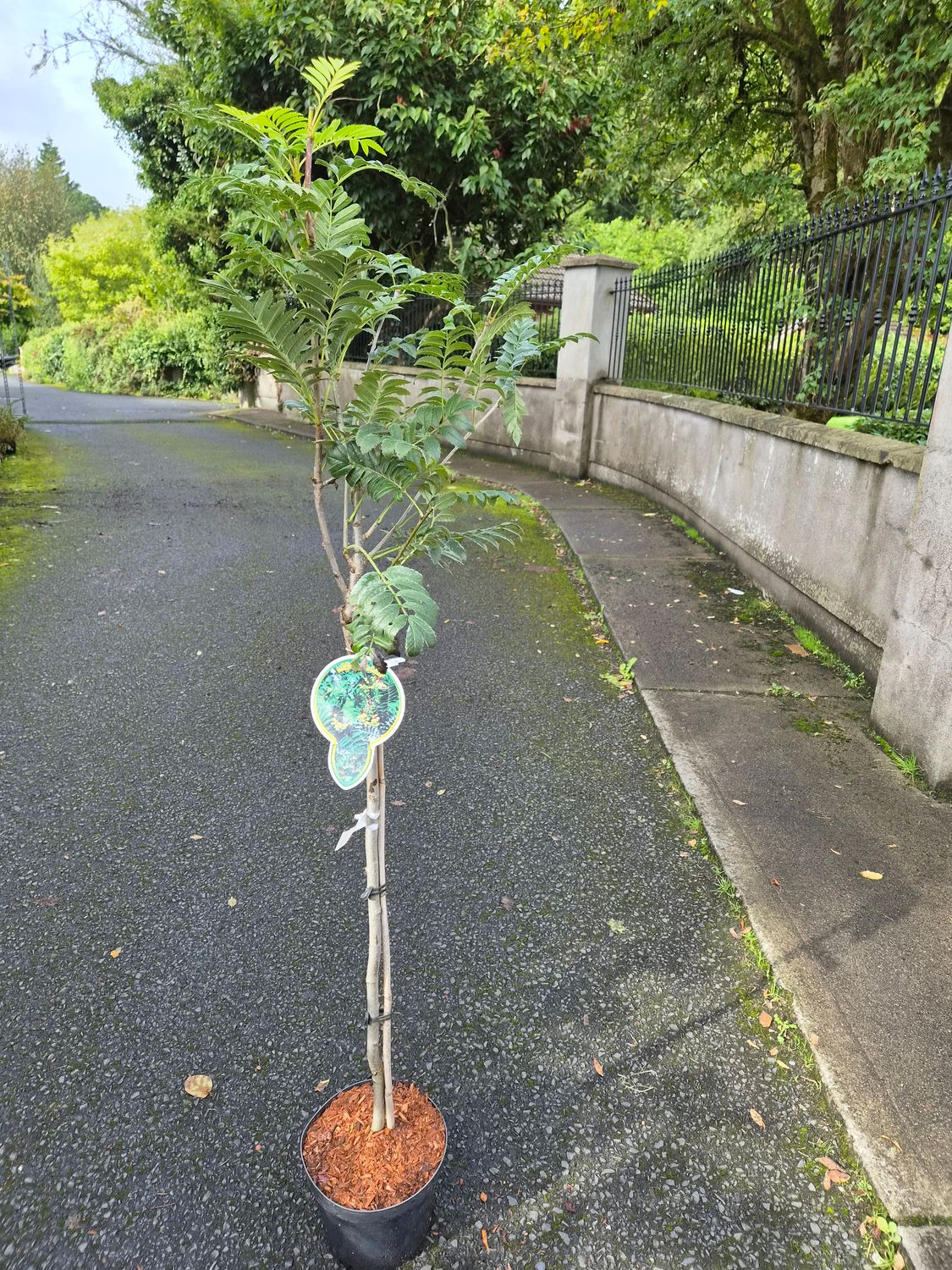 Sorbus Sunshine Dwarf Tree