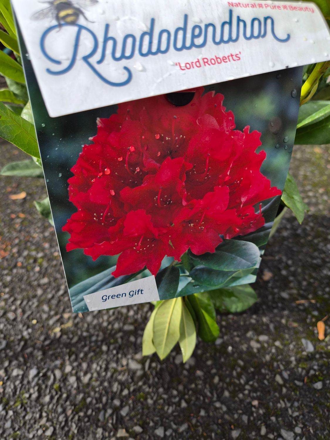 Rhododendron 'Lord Roberts'