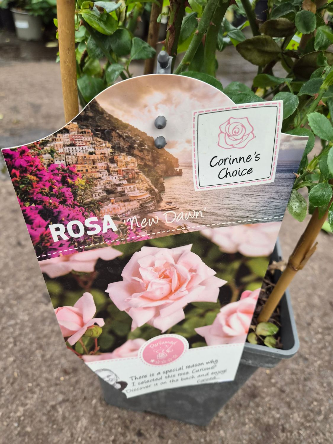 Rose 'New Dawn'
