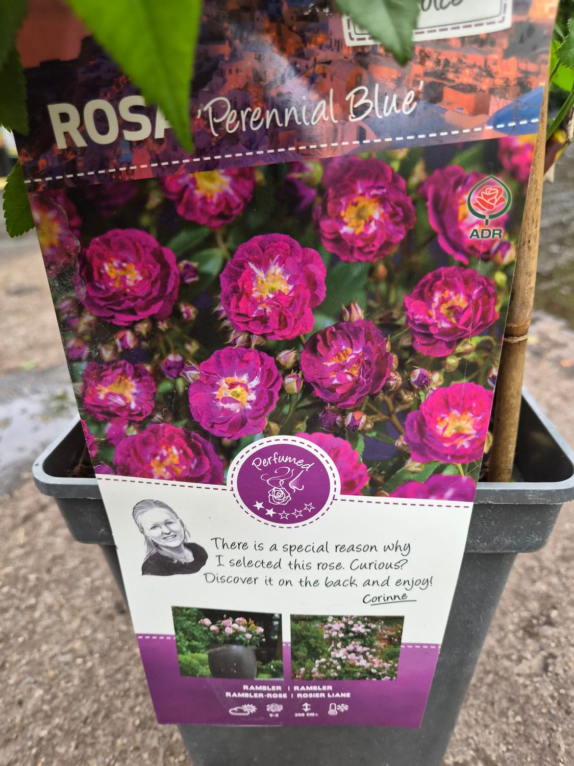 Rose 'Perrenial Blue'