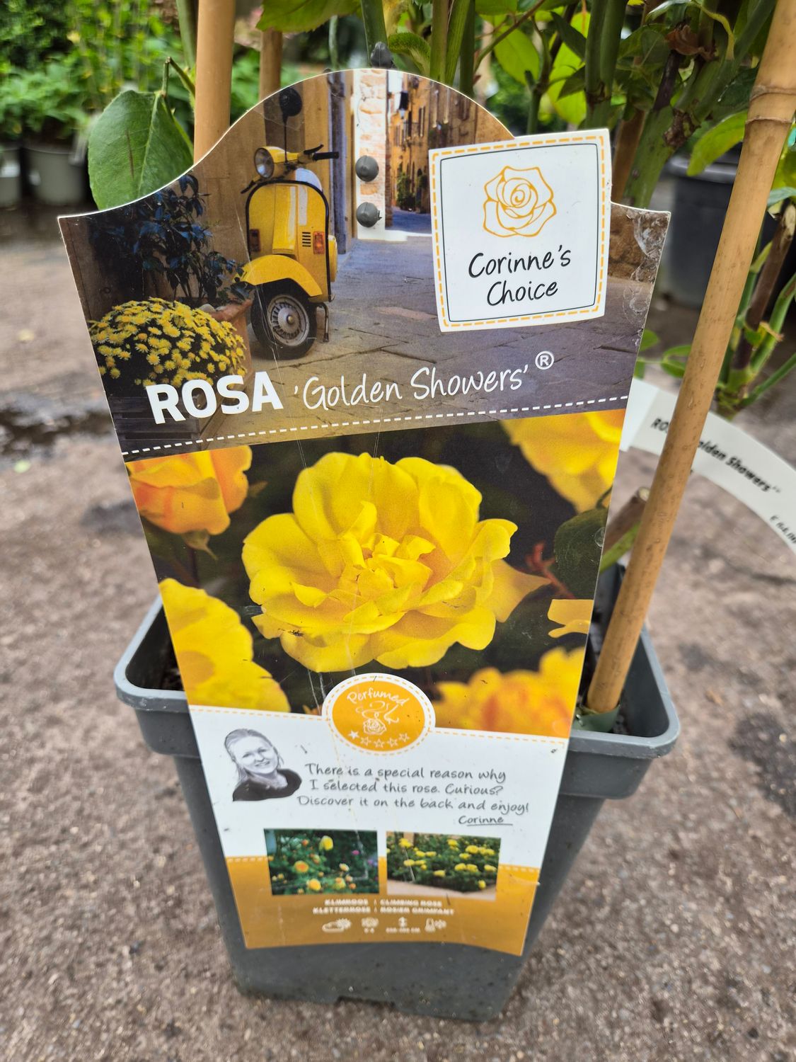 Rose 'Golden Showers'