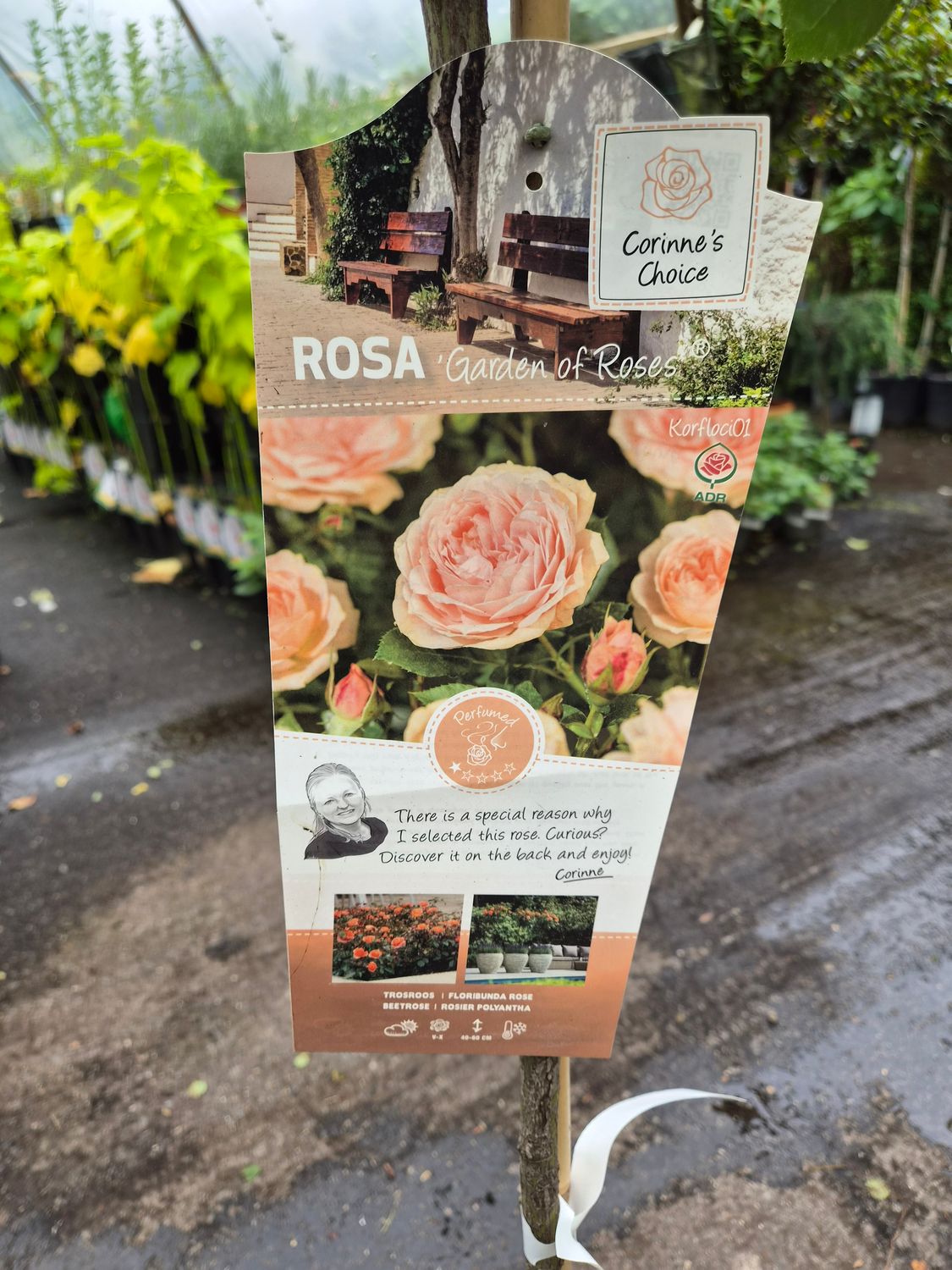 Stem Rose 'Garden of Roses'