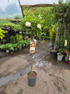 Stem Rose Tree Rose 'Garden of Roses' smothered in fragrant washed peach flowers from June until end of October. Good in pots or beds .