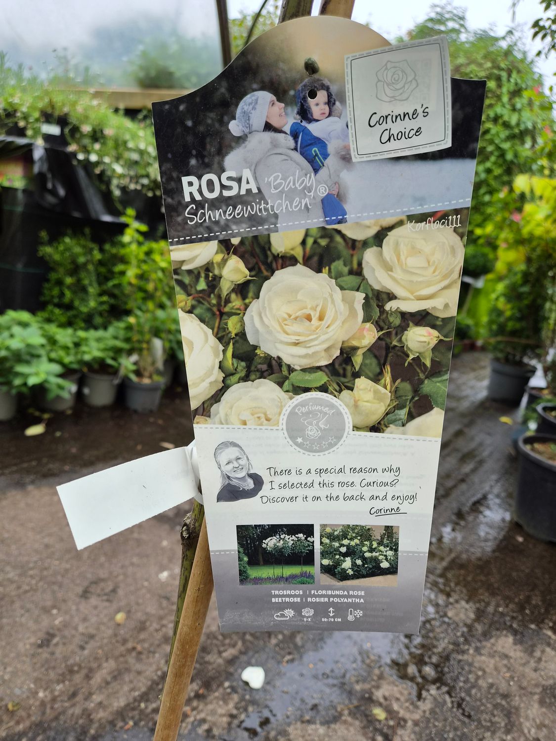 Rose 'Baby Schneewitchen'