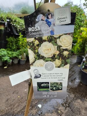 Rose 'Baby Schneewitchen'
