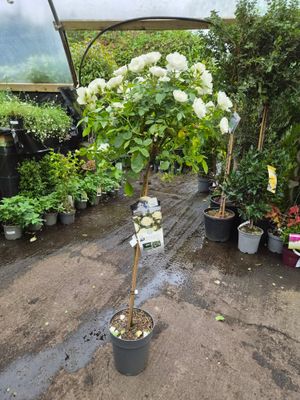 Rose 'Baby Schneewitchen'