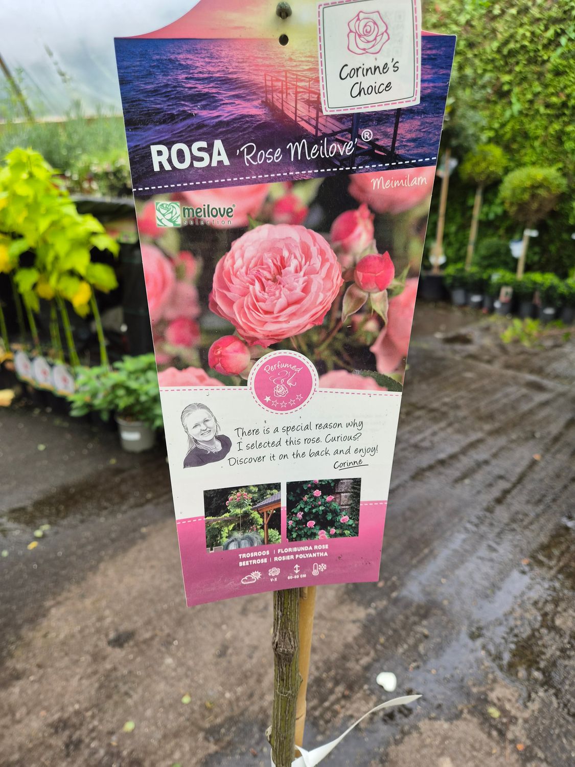 Stem Rose 'Meilove'