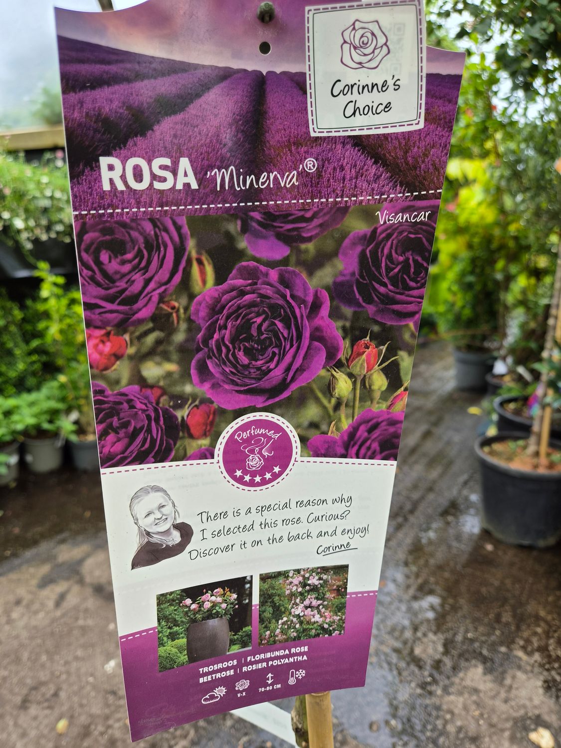 Stem Rose 'Minerva'
