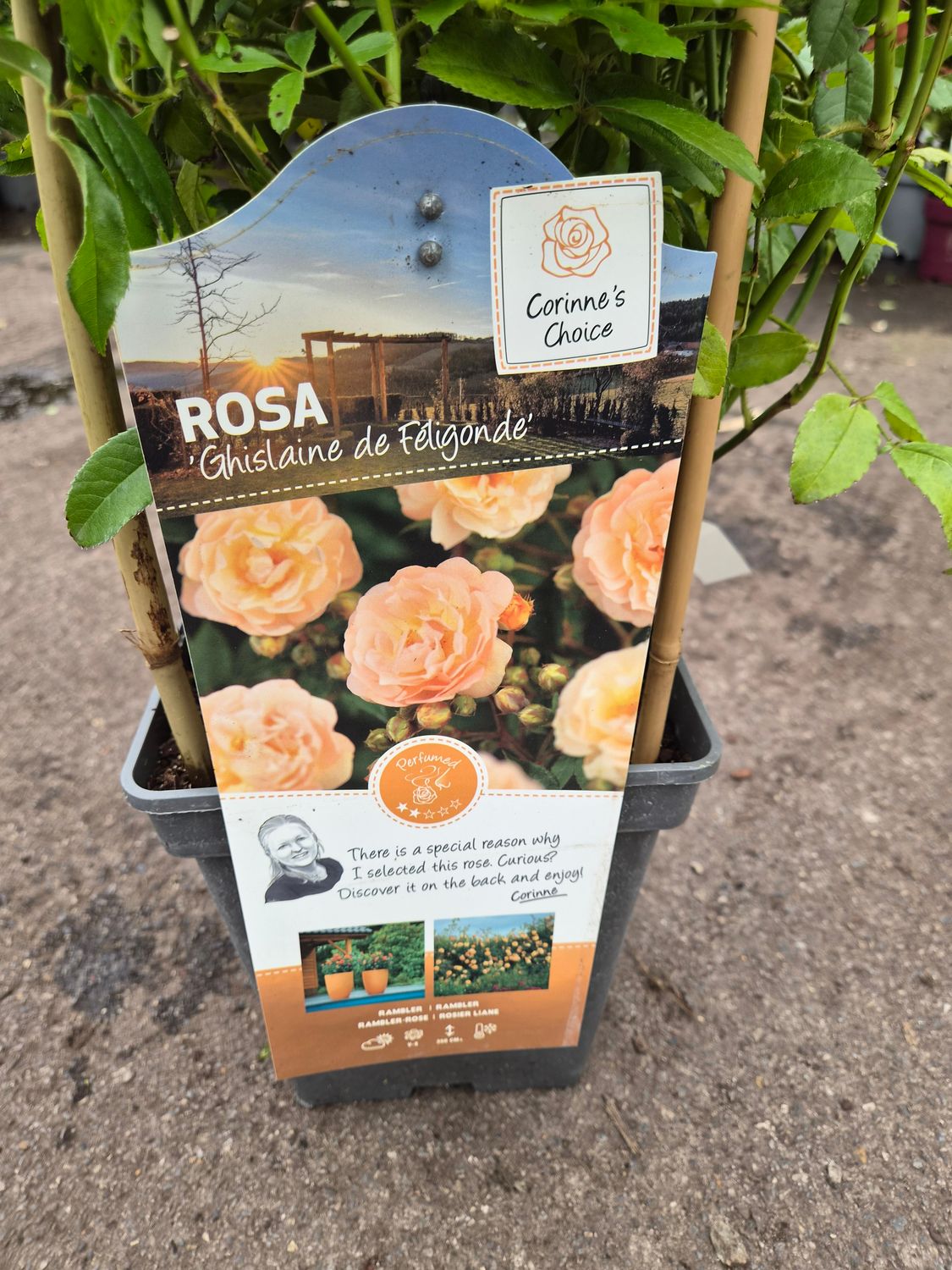 Rose Ghislaine de Feligonde