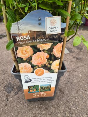 Rose Ghislaine de Feligonde