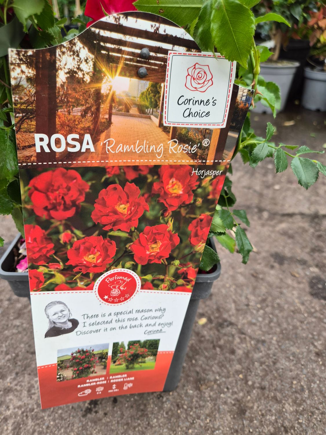 Rose 'Rambling Rosie'