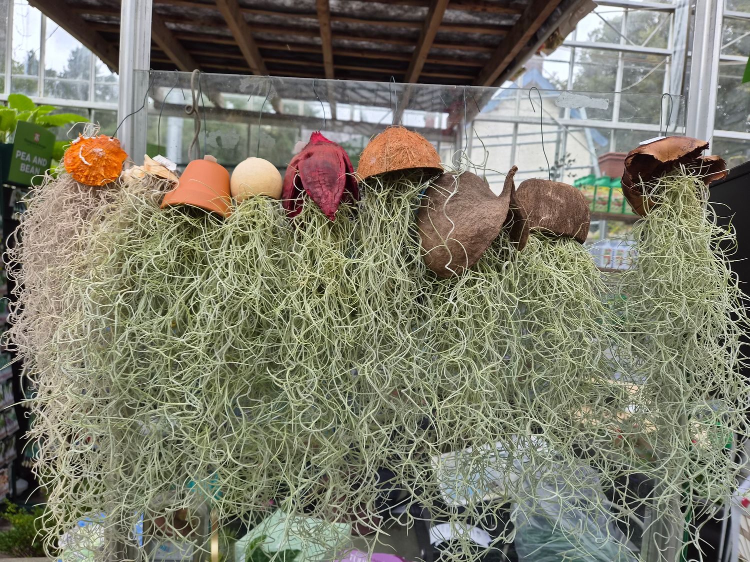 Silver Air Plants in Hanging pots