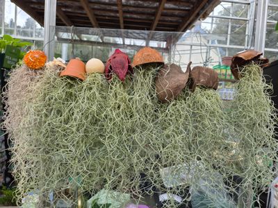 Silver Air Plants in Hanging pots