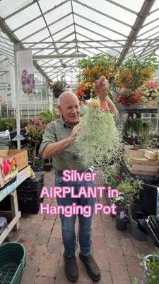 Silver Air Plants in Hanging pots