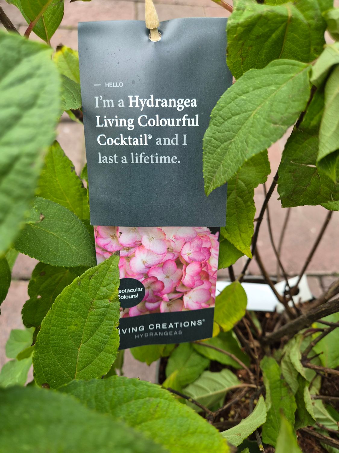 Hydrangea - Living Colourful Cocktail ..large white flowers turning pink and eventually red . Flowers non stop from June until October. Plant new plants from now .