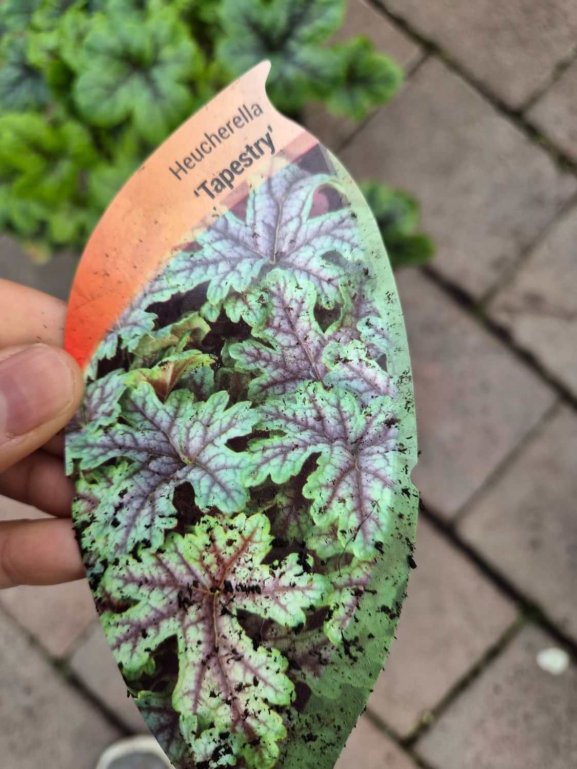 Heuchera Tapestry