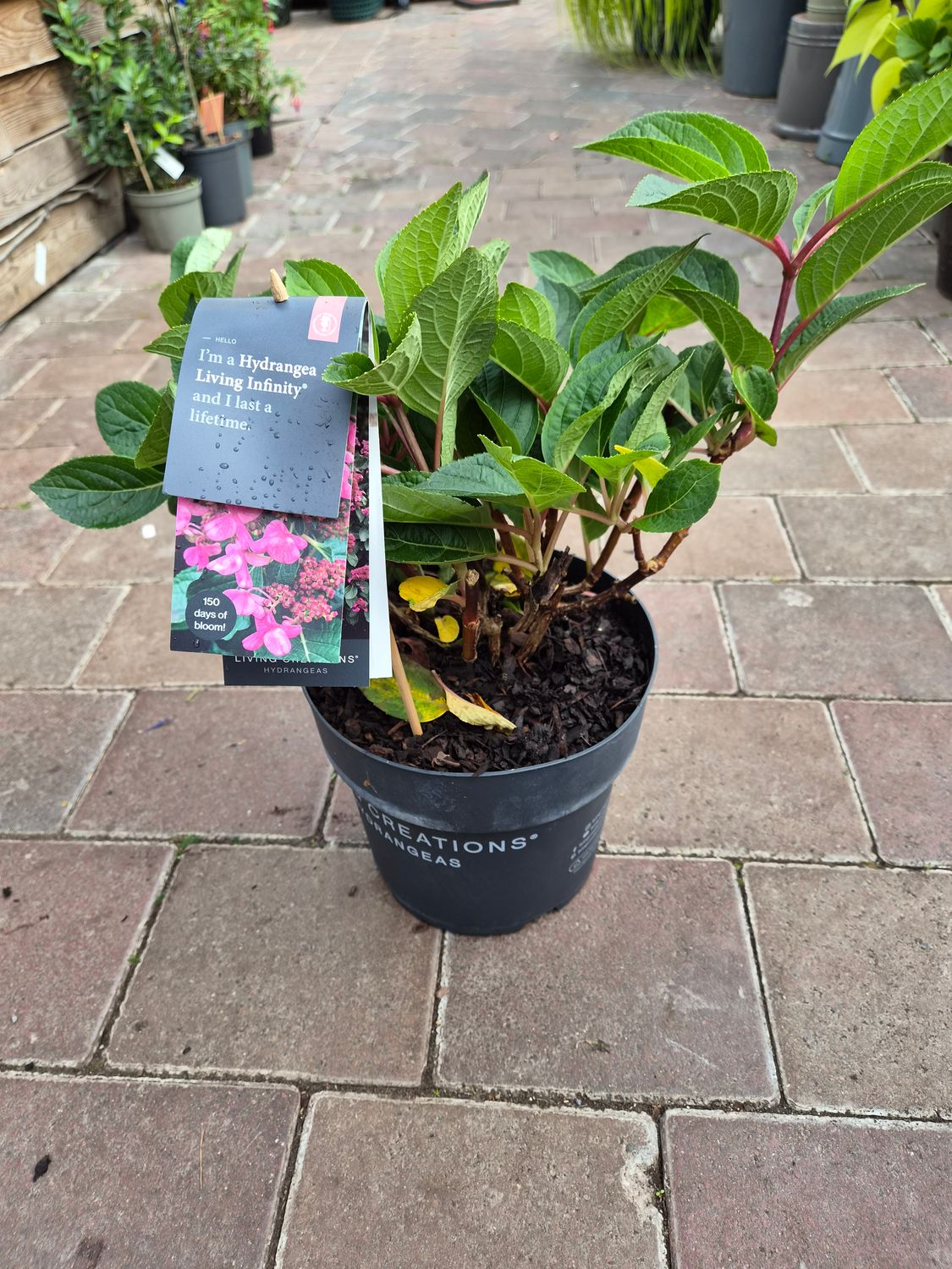 Hydrangea Living Infinity .extra strong flowers and stems . Flowering from early July until end of September starting white ,turning light pink and in late summer/autumn deep pink /red