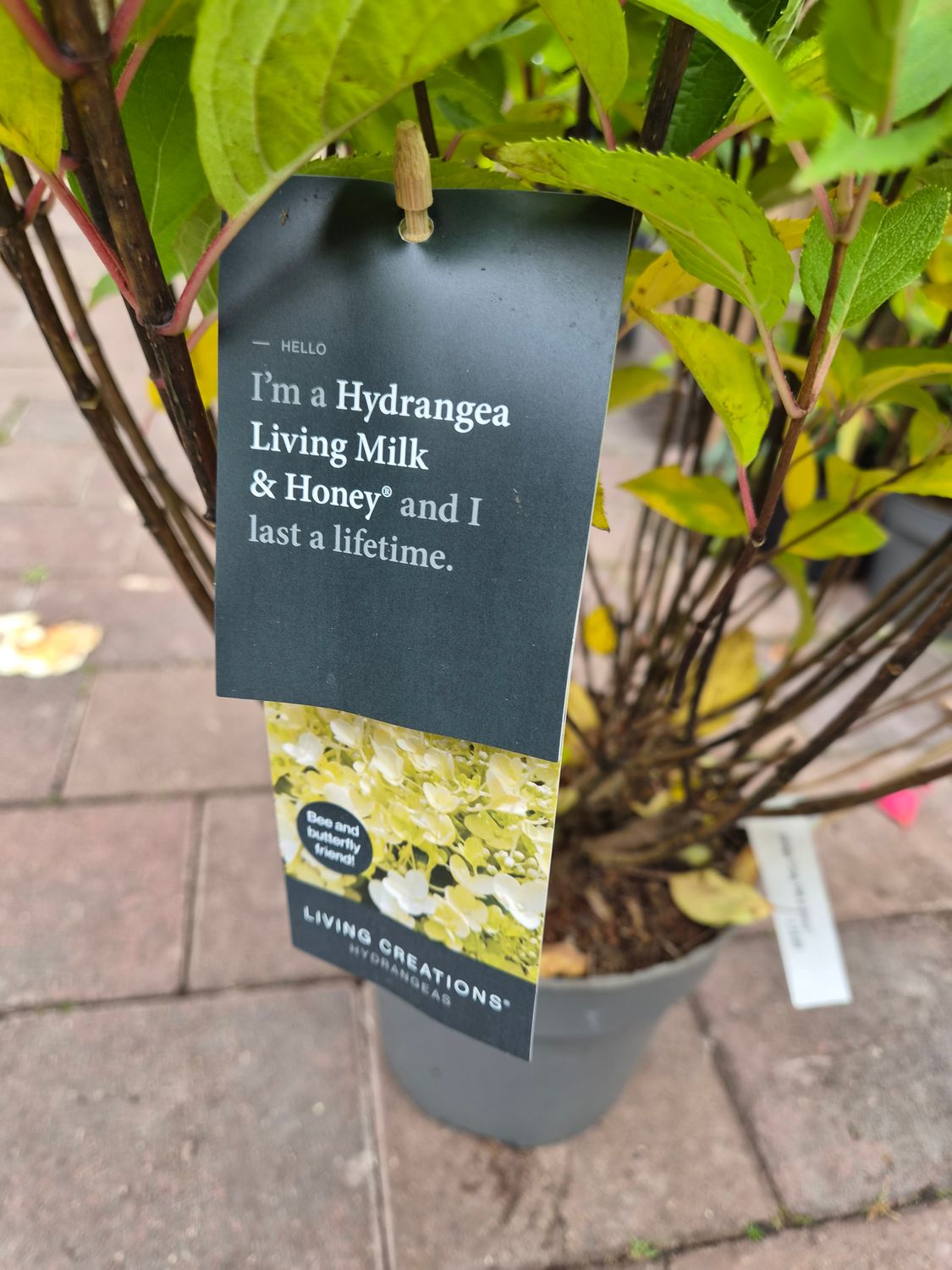 Hydrangea Living Milk and Honey