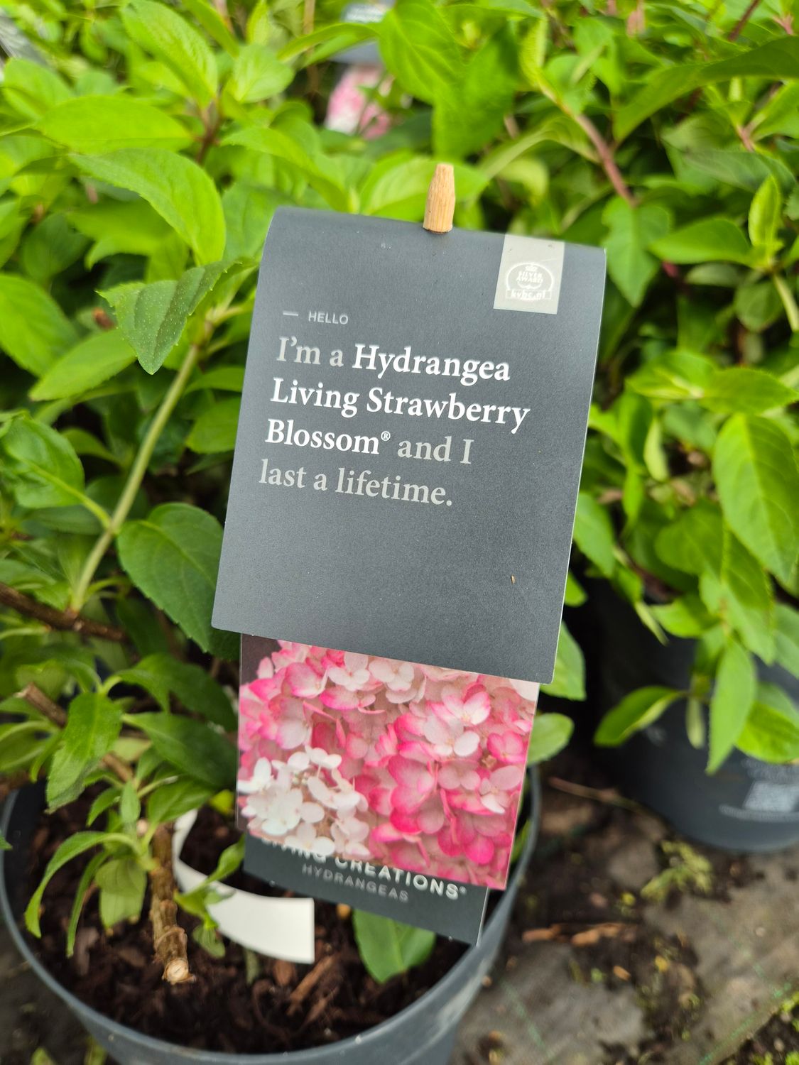 Hydrangea Living Strawberry Blossom