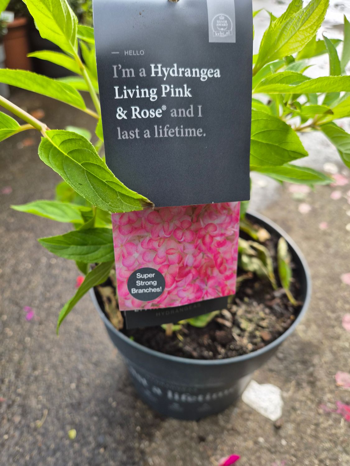 Hydrangea Living Pink and Rose