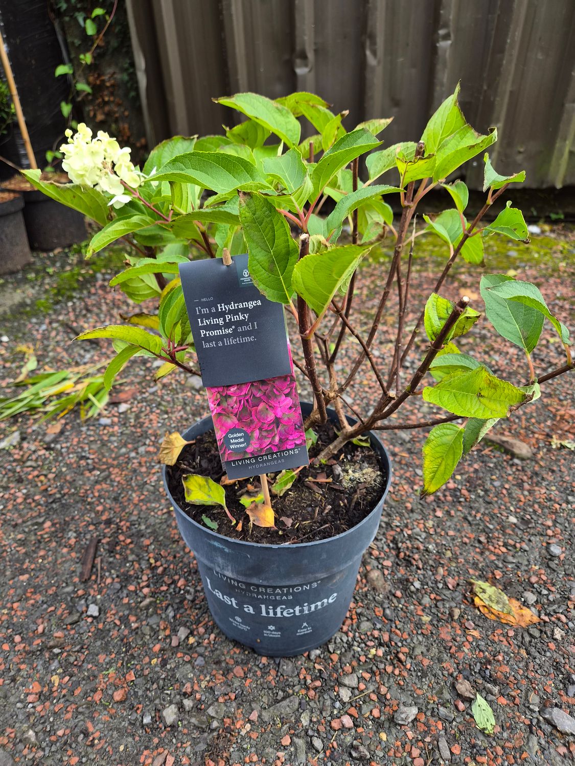 Hydrangea Living Pinky Promise