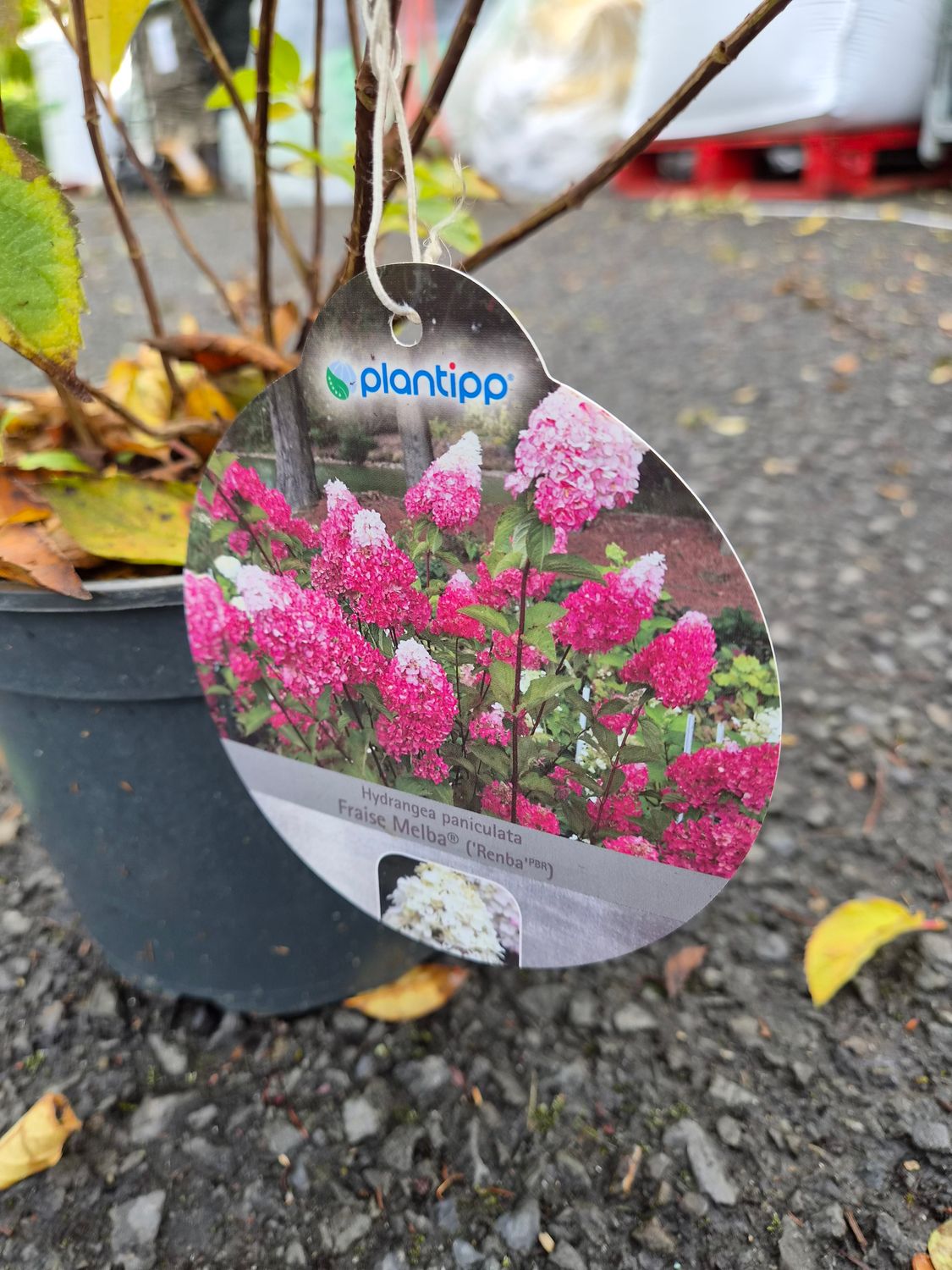 Hydrangea Fraise Melba