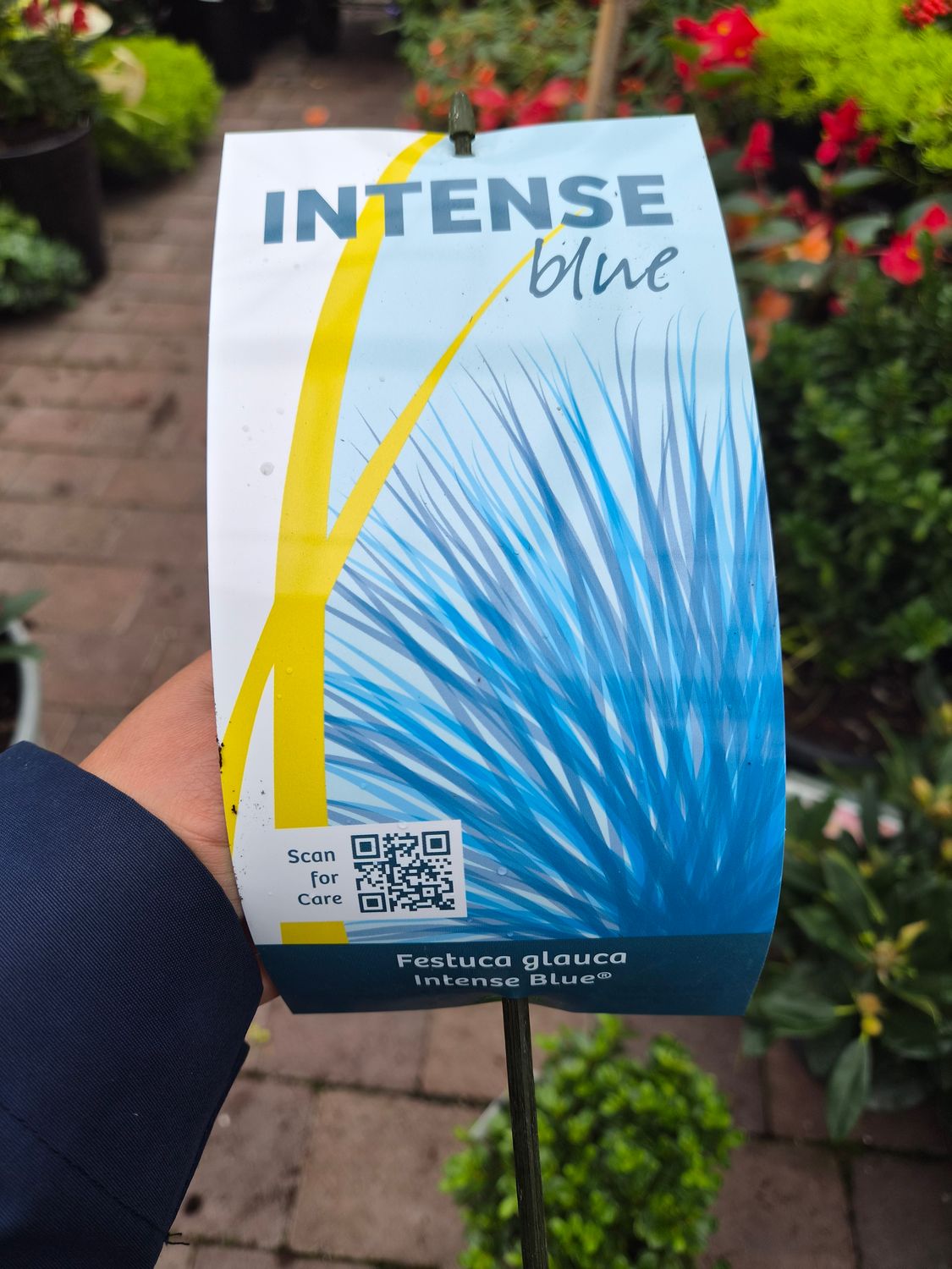 Festuca Glauca Intense Blue Grass dwarf, ornamental, hardy grass with stunning silver blue foliage. Extra strong and bushy