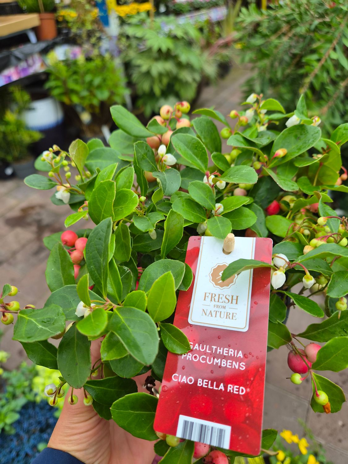 Gaultheria Big Berry
