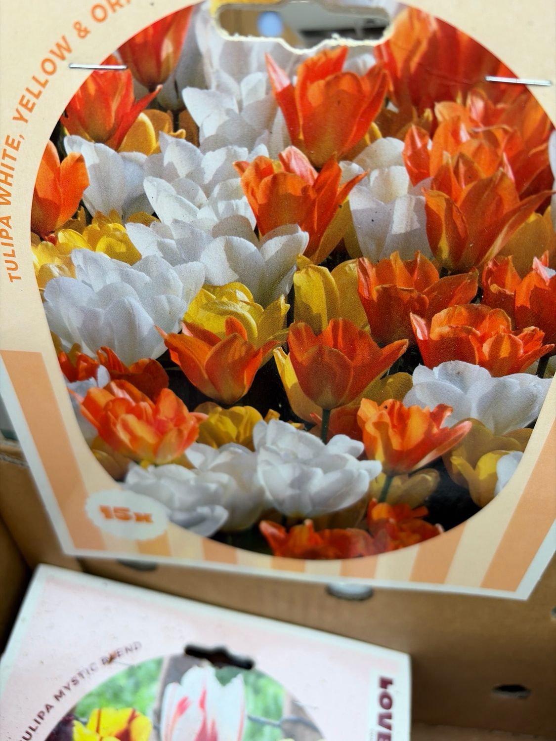 15 Emperor Tulips mix White Yellow Orange