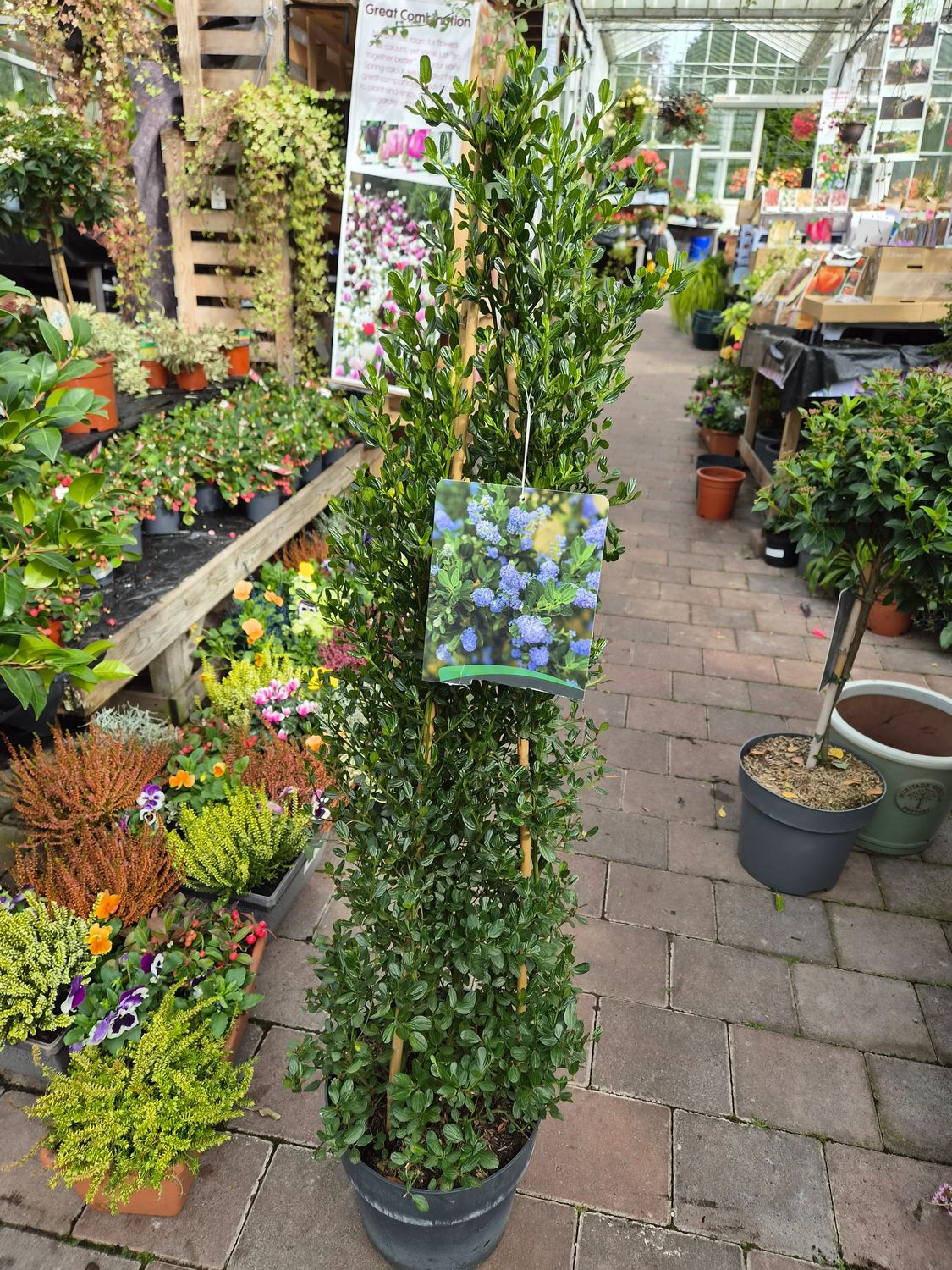 Ceanothus Californian Lilac Pyramid ,Hardy evergreen with a neat pyramid shape .Good in pots or beds . Blue flowers in late spring and early summer. Planting time is from now !