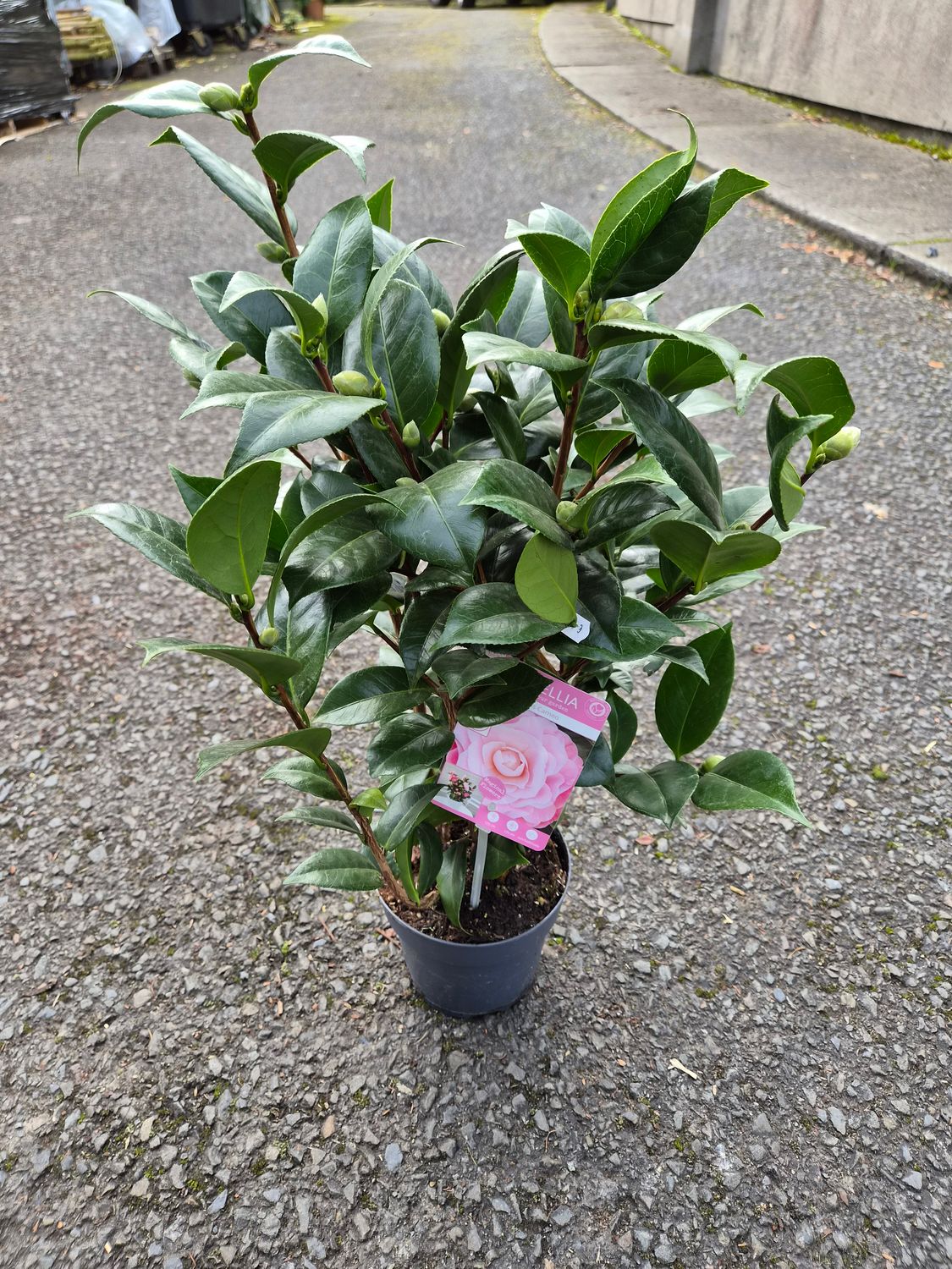 Camellia Nuccio's Cameo
