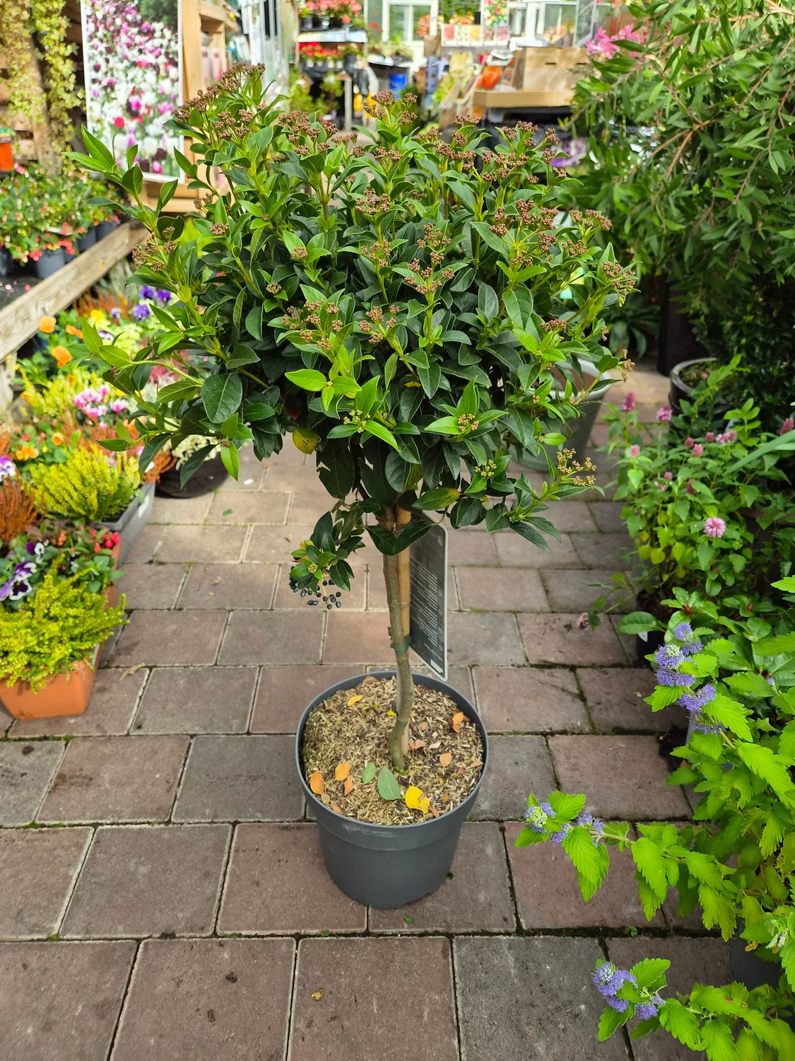 Laurustinus Tree