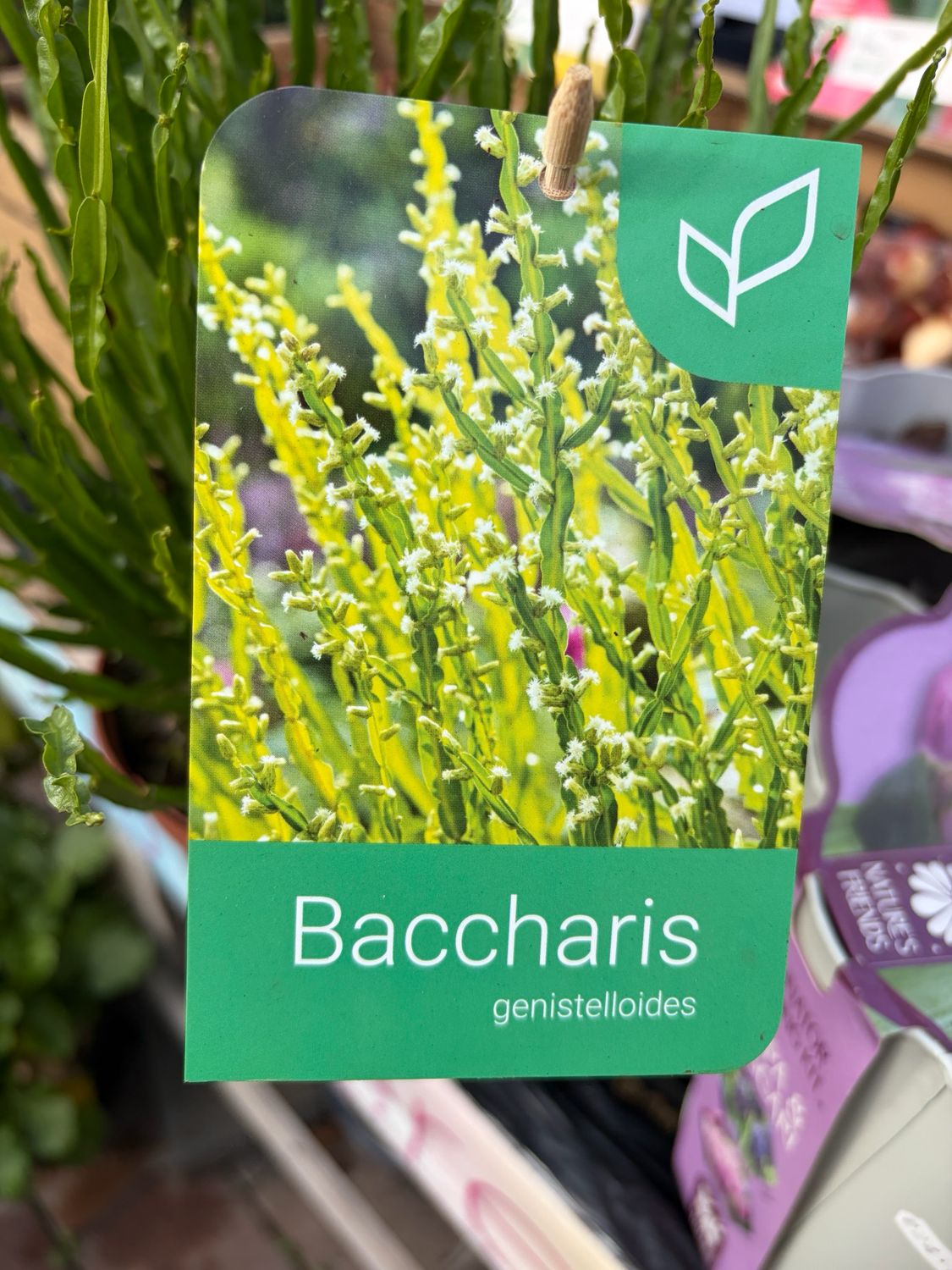 Baccharis Genistelloides ..small shrub with white flowers in summer and early autumn. Excellent for coastal gardens. Hardy down to -5c