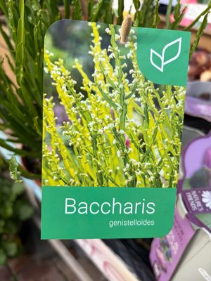 Baccharis Genistelloides ..small shrub with white flowers in summer and early autumn. Excellent for coastal gardens. Hardy down to -5c