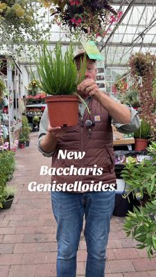 Baccharis Genistelloides ..small shrub with white flowers in summer and early autumn. Excellent for coastal gardens. Hardy down to -5c