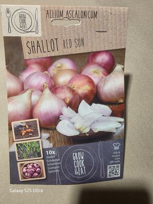 10 Shallot Red Sun