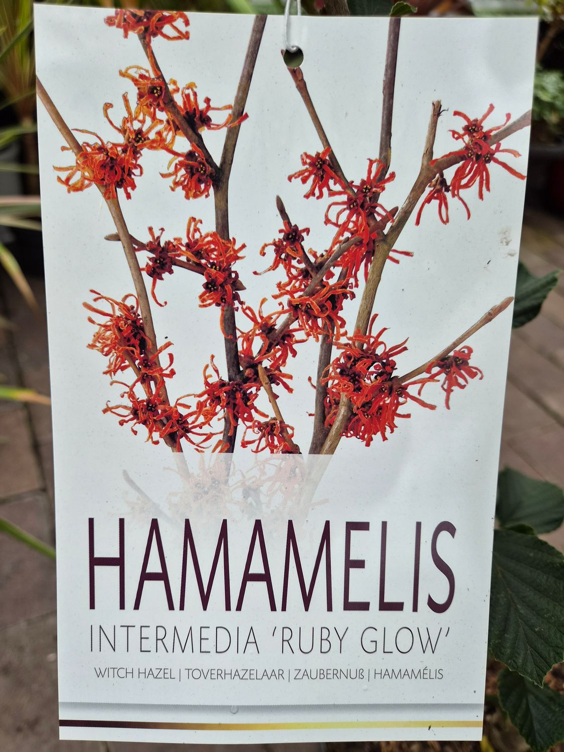 Hamamelis 'Ruby Glow'