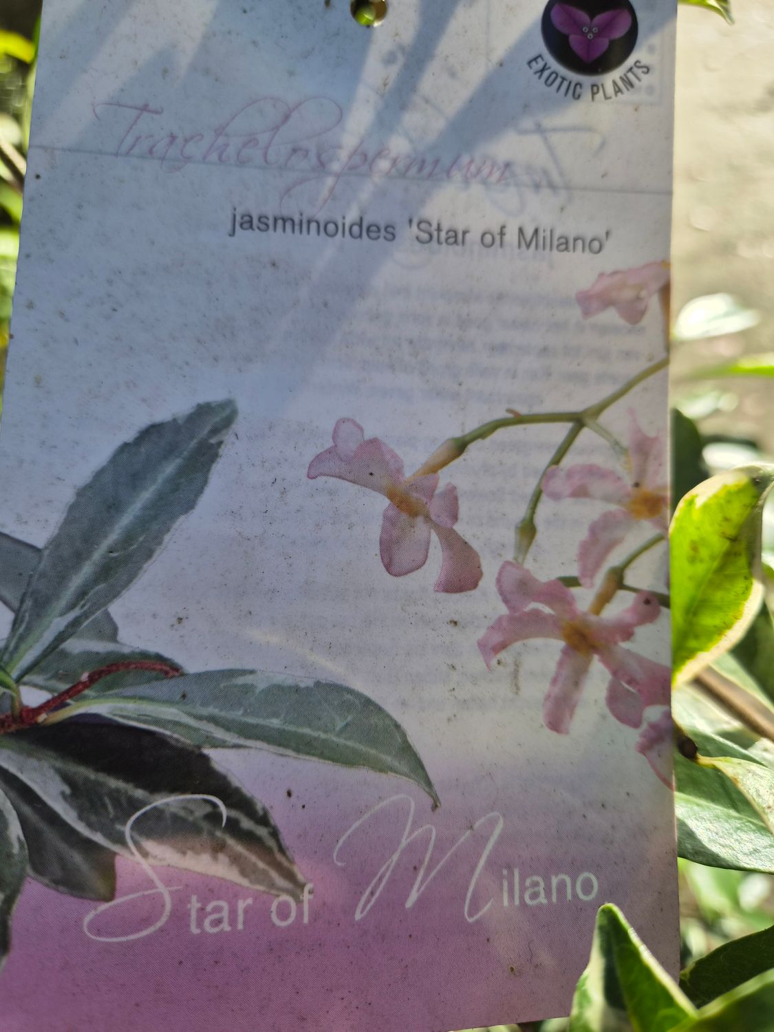 Jasmine 'Star of Milan” evergreen climber for wall fence or arch with colourful foliage of cream and green . Masses of fragrant flowers pink /white