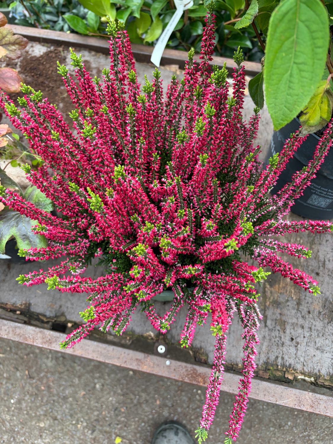 Calluna Red Rum ..stunning red for pots or beds