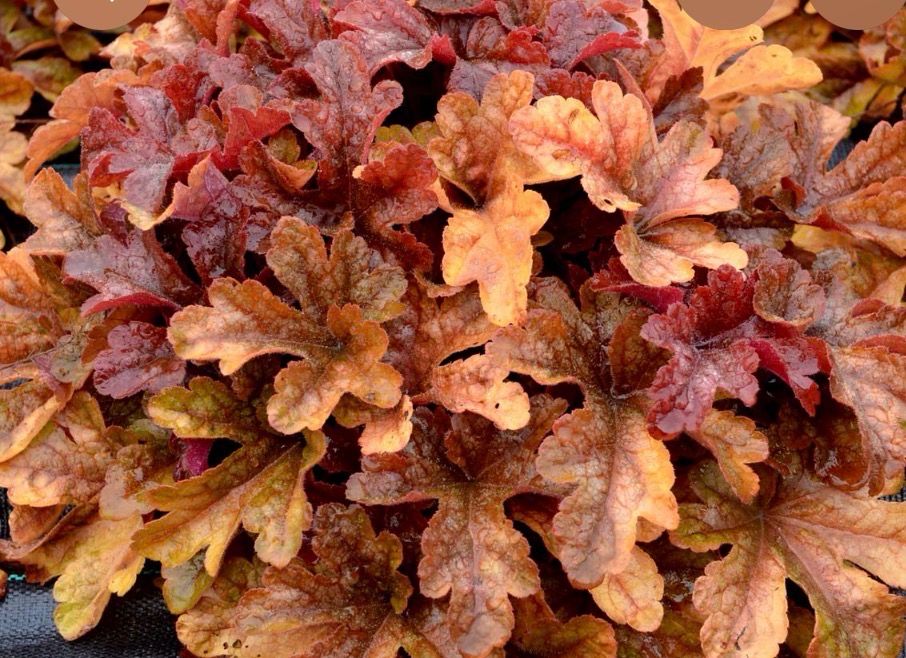 Heucherella “Buttered Rum” bronze evergreen autumnal foliage that changes colours with the seasons . Good in pots or beds