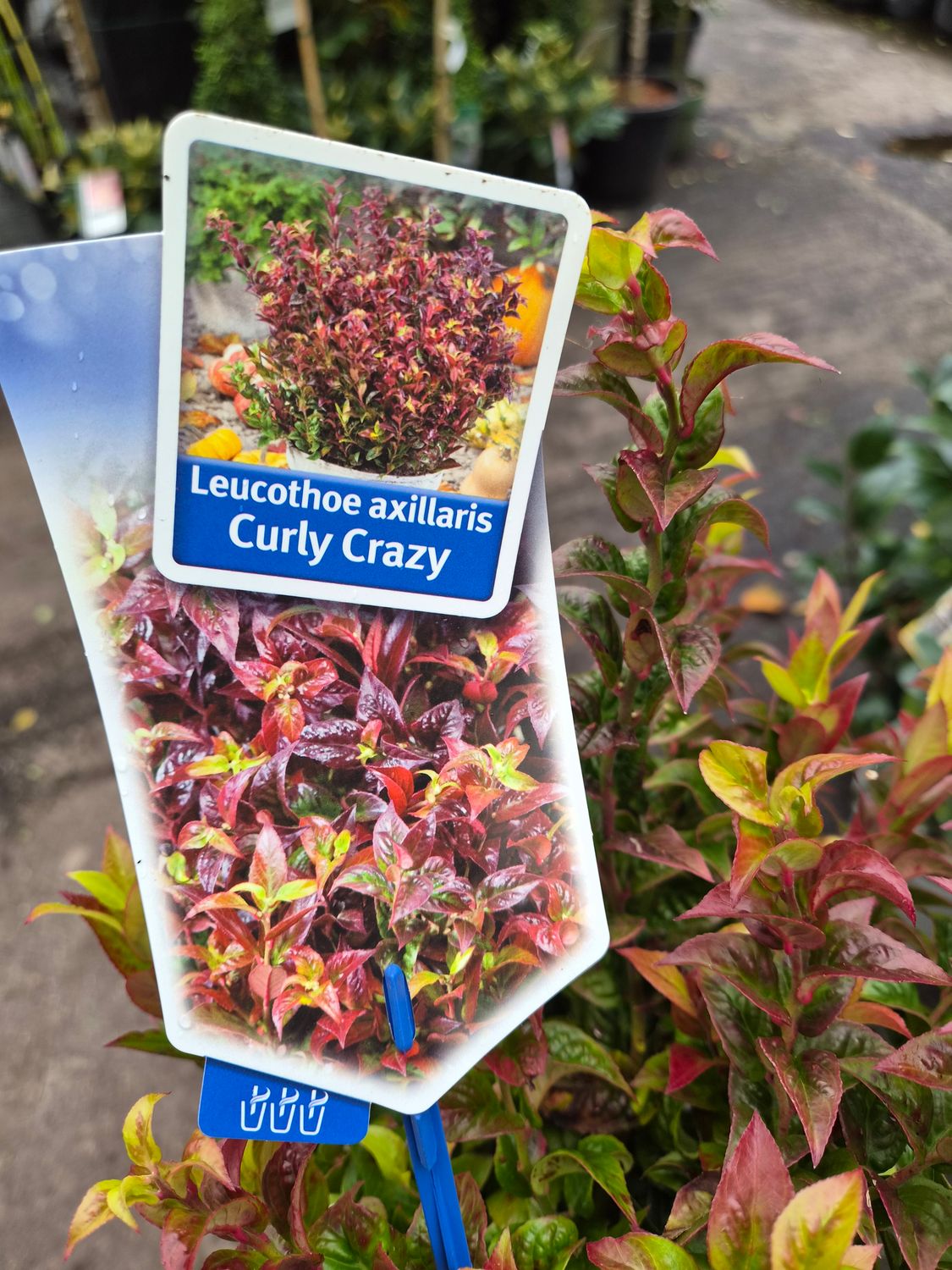 Leucothoe 'Curly Crazy'