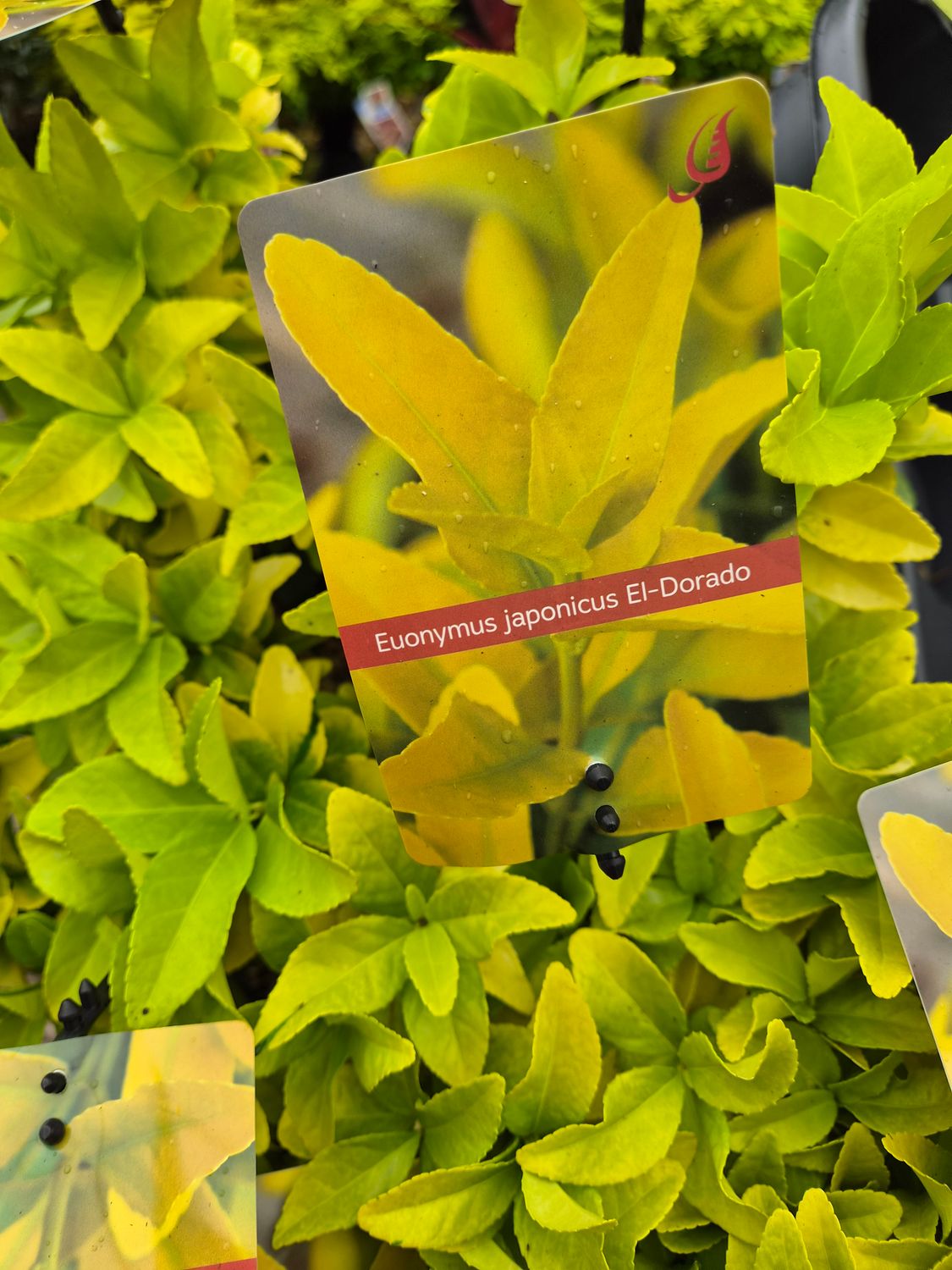 Euonymus 'Eldorado'