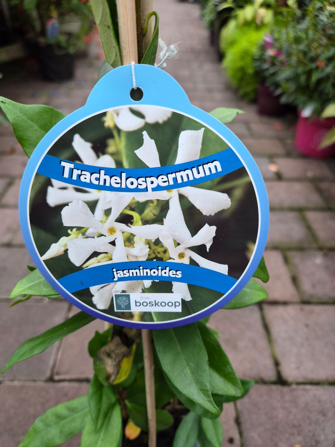 Star Jasmine