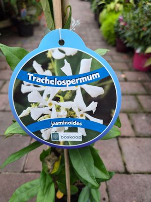 Star Jasmine